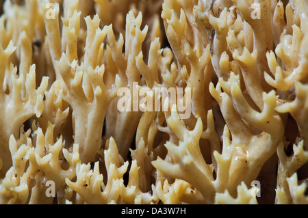 Un close-up dettaglio del montante di corallo (fungo Ramaria stricta), crescendo nel Sir Harold Hillier giardini, romsey, hampshire. Foto Stock