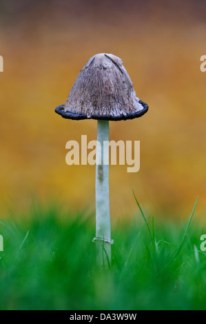 Un shaggy Inkcap, aka avvocato parrucca, (Coprinus comatus) con il cappuccio inizio il processo di liquefazione, crescendo in erba Foto Stock