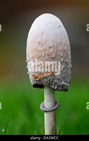 Un fresco shaggy Inkcap, aka avvocato parrucca, (Coprinus comatus) prima che la PAC ha iniziato il processo di liquefazione Foto Stock