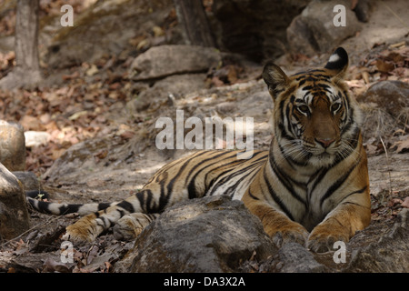 Tigre del Bengala che stabilisce in Bandhavgahr riserva della tigre, India Foto Stock