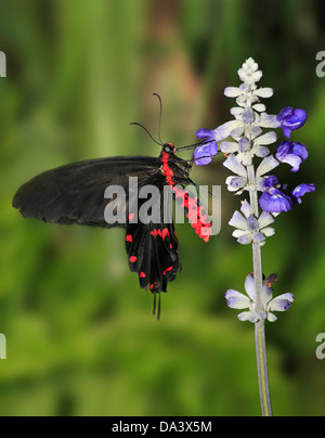 Una Farfalla a coda di rondine, il comune di Rose, Atrophaneura, Pachliopta aristolochiae Foto Stock