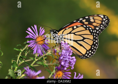 Una farfalla monarca su un Alpine Fiore Aster, Danaus plexippus Foto Stock