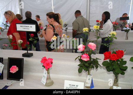 Georgia,Thomasville,Downtown,South Broad Street,Rose Show & Festival,vendita prodotti display,judging,tenda,padiglione,rose premio,visitatori viaggio t Foto Stock