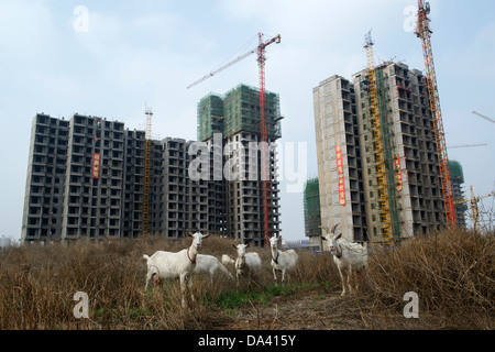 Milch capre mangiare erba nella parte anteriore di un immobile sito in costruzione che è in uno stato di interruzioni del lavoro in Anyang, Cina.2013 Foto Stock