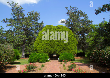 Georgia,Thomasville,Pebble Hill Plantation,tenuta di campagna sportiva,tunnel,giardino,visitatori viaggio viaggio turismo turistico luoghi di interesse cul Foto Stock