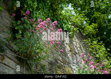 Rosa fioritura di piante di valeriana crescente al di fuori del vecchio muro di pietra prese a Frome, Regno Unito Foto Stock