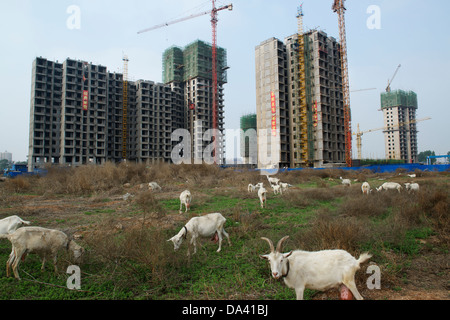 Milch capre mangiare erba nella parte anteriore di un immobile sito in costruzione che è in uno stato di interruzioni del lavoro in Anyang, Cina.2013 Foto Stock