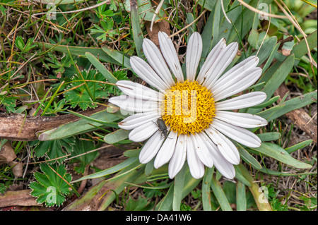 La camomilla delle Ande fiori, Ecuador Foto Stock