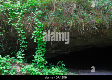 Tallahassee Florida, Apalachicola National Forest, León Lavelli, sinkhole, Big Dismal Sink, Woodville Karst Plain, i visitatori di viaggio tour turistico Foto Stock