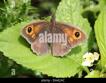 Close-up di un prato femmina marrone ( Maniola jurtina) farfalla in posa su una foglia Foto Stock