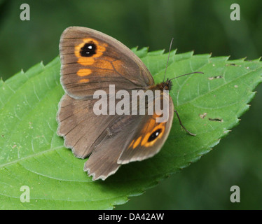 Close-up di un prato femmina marrone ( Maniola jurtina) farfalla in posa su una foglia Foto Stock