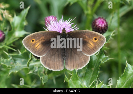 Close-up di un prato femmina marrone ( Maniola jurtina) farfalla rovistando su un fiore di cardo Foto Stock