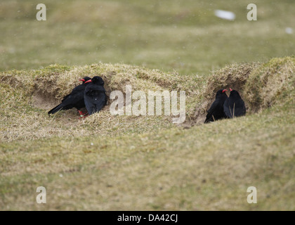 Rosso-fatturate (CHOUGH Pyrrhocorax pyrrhocorax) quattro adulti riparo dal vento dietro la duna di sabbia durante la nevicata Ardnave Islay Foto Stock