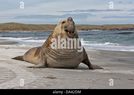 Elefante marino del sud Foto Stock