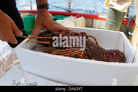 All'interno di un Gill net aragoste barca da pesca. Foto Stock