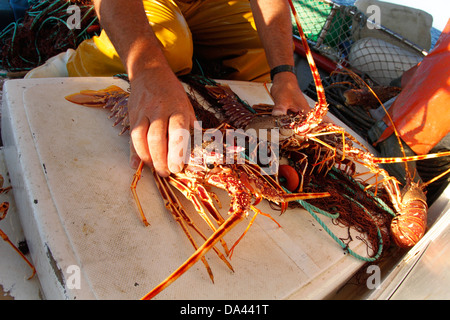 All'interno di un Gill net aragoste barca da pesca. Foto Stock