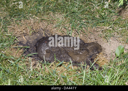 Eurasian Badger (Meles meles) pollina in latrina, Inghilterra, Agosto Foto Stock