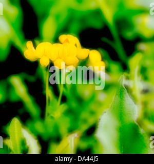 Piccolo Scorpion Vetch Foto Stock