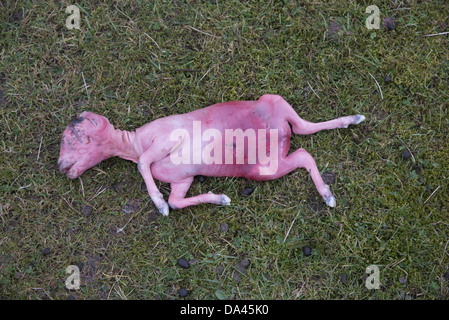 Gli animali domestici delle specie ovina, interrotto agnello del feto, in pascolo, Lancashire, Inghilterra, Marzo Foto Stock