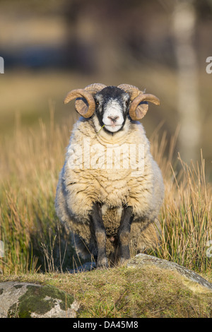 Gli animali domestici delle specie ovina, Scottish Blackface, ram permanente sulla roccia, Grampian Mountains, Aberdeenshire, Highlands, Scozia, Febbraio Foto Stock