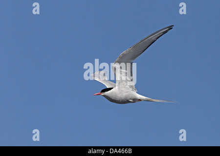 Arctic Tern (sterna paradisaea) in volo Cemlyn Bay Anglesey North Wales UK Luglio 7077 Foto Stock