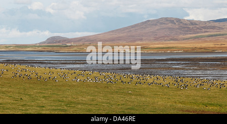 Oche facciabianca (Branta leucopsis) gregge alimentando in campo da Loch Gruinart Islay Scozia UK Ottobre 5289 Foto Stock