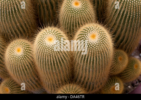 Impianto di cactus da sopra Foto Stock