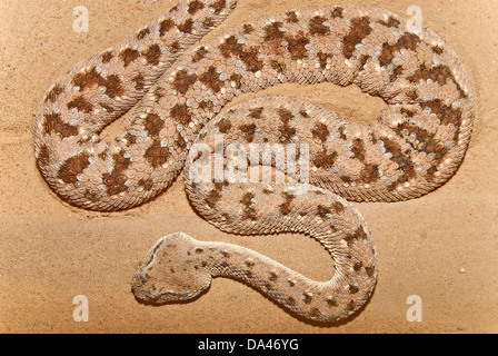 Cornuto Desert Viper, Cerastes cerastes sulla sabbia Foto Stock