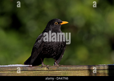 Merlo maschio (Turdus merula) appollaiato sulla recinzione del giardino in inverno, Cheshire, UK, Gennaio 5720 Foto Stock