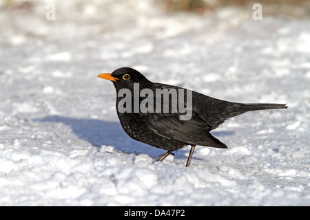 Merlo maschio (Turdus merula) in giardino nella neve, Cheshire, UK, Gennaio 6259 Foto Stock