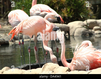 Battibecco coppia di Sud America / Fenicotteri cileni (Phoenicopterus chilensis) in Bioparco di Valenza zoo, Spagna Foto Stock