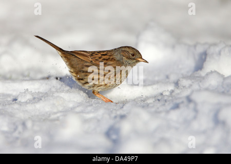 Capinera maschio (Sylvia atricapilla) rovistando nel giardino di neve, Cheshire, UK, Gennaio 8117 Foto Stock