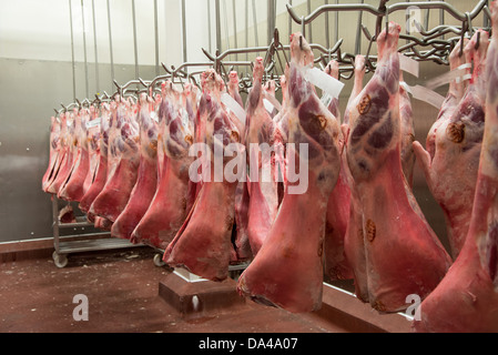 Le carcasse di agnello appeso nel mattatoio, nello Yorkshire, Inghilterra, Febbraio Foto Stock