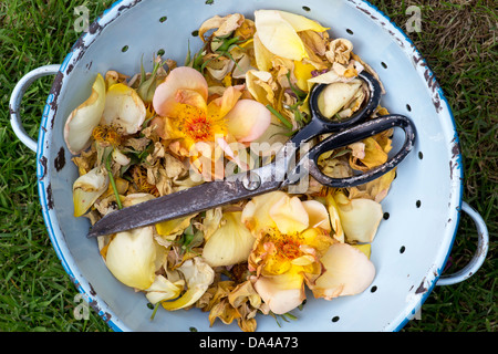 Punto morto Maigold rose con forbici in uno scolapasta Foto Stock