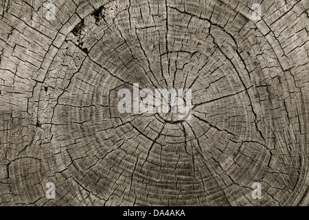 Anelli albero vecchio legno stagionato texture con la sezione trasversale di un log tagliato che mostra il concentrico annuale degli anelli di crescita come un piatto sullo sfondo della natura e il concetto di conservazione della silvicoltura e dell'invecchiamento. Foto Stock