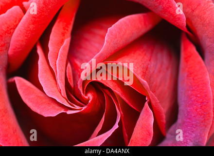 Chiusura del modello a spirale di petali di rosa. Foto Stock