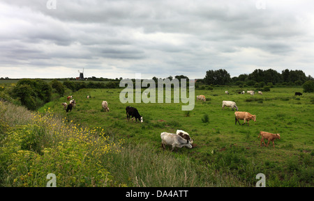Bestiame al pascolo su Campi sulla Costa North Norfolk. Burnham Overy windmill in background. Foto Stock