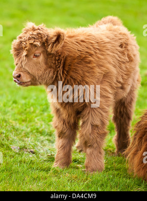 Highland mucca vitello in campo Scozia UK GB EU Europe Foto Stock