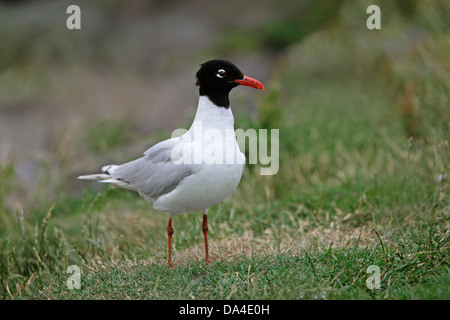 Gabbiano mediterraneo (Larus melanocephalus) 2 adulti estate piumaggio, Anglesey, Galles del Nord, Regno Unito, Luglio 2018 Foto Stock