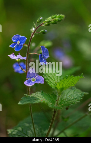 Germander speedwell / Bird's-eye speedwell (Veronica chamaedrys) in fiore Foto Stock