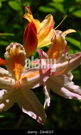 Arancio e giallo rododendro in piena fioritura Foto Stock