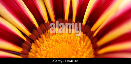 Gazania in piena fioritura Foto Stock