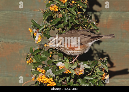 Redwing (Turdus iliacus) su Pyracantha in giardino a mangiare i frutti di bosco in inverno, Cheshire, UK, Gennaio 6230 Foto Stock