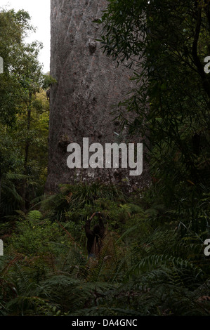 Tane Mahuta è il più grande living kauri albero nel mondo. Esso è stimato essere di almeno 1200 e fino a 2500 anni. Foto Stock