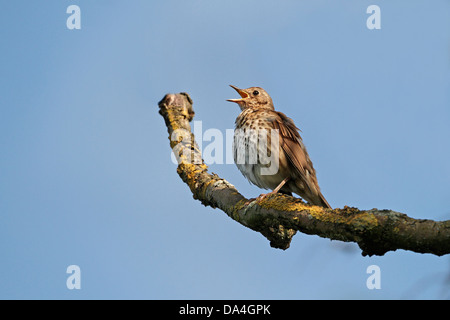 Tordo Bottaccio (Turdus philomelos) cantare ad alta nella struttura ad albero nel bosco in serata, Cheshire, Regno Unito, maggio 2010 0121 Foto Stock