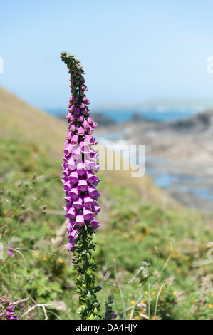 Un foxglove o digitalis crescente selvatici sulla North Cornwall coast path Cornwall Regno Unito Foto Stock