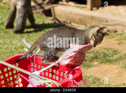 Gattino tenta di rubare le carni confezionate in un sacchetto di plastica in un cestello Foto Stock