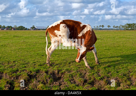 Il bianco e il rosso mucca graffiare orecchio su pascolo Foto Stock