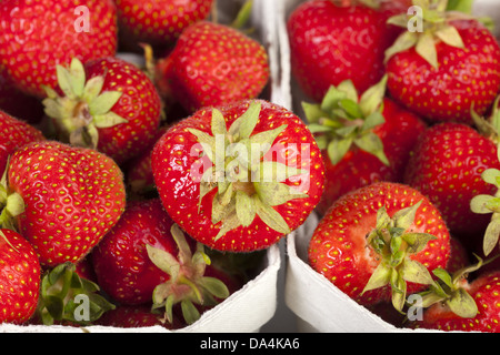 La stagione delle fragole - fragole appena raccolte in luminosi di scatole di cartone Foto Stock