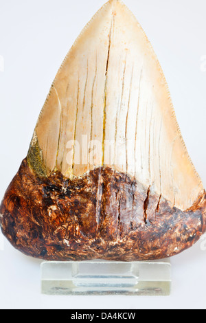 Megalodon shark dente. Foto Stock